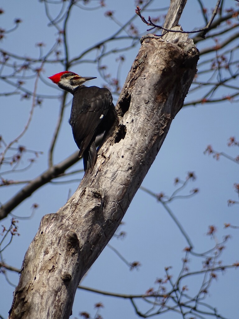 Pileated by brillomick