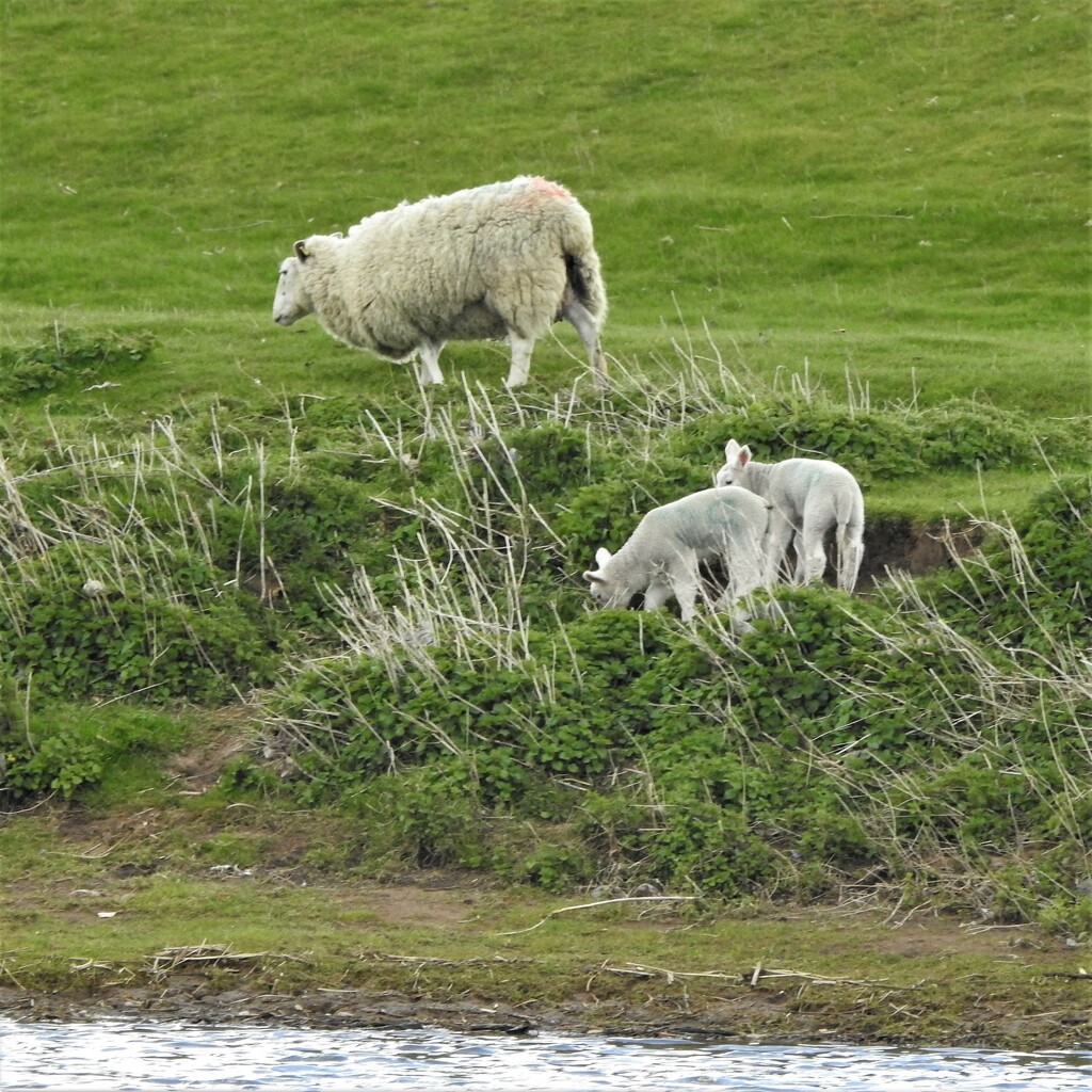 Lambs by oldjosh