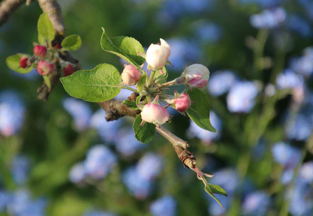 Apple Blossom by shepherdman