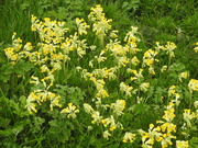 12th Apr 2022 - Cowslips
