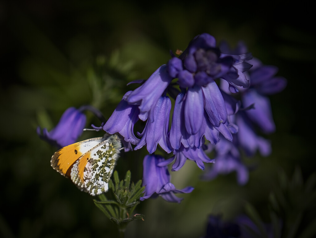 Butterfly and English Bluebells by shepherdmanswife