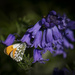 Butterfly and English Bluebells by shepherdmanswife