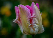 22nd Apr 2022 - Lacy tulip