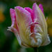 Lacy tulip by theredcamera