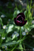 22nd Apr 2022 - black tulip