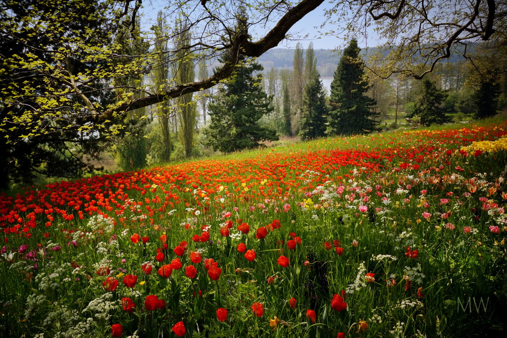 2022-04-22 tulip meadow by mona65