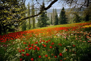 22nd Apr 2022 - 2022-04-22 tulip meadow