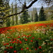 2022-04-22 tulip meadow by mona65
