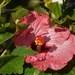 Beautiful Hibiscus ~ by happysnaps