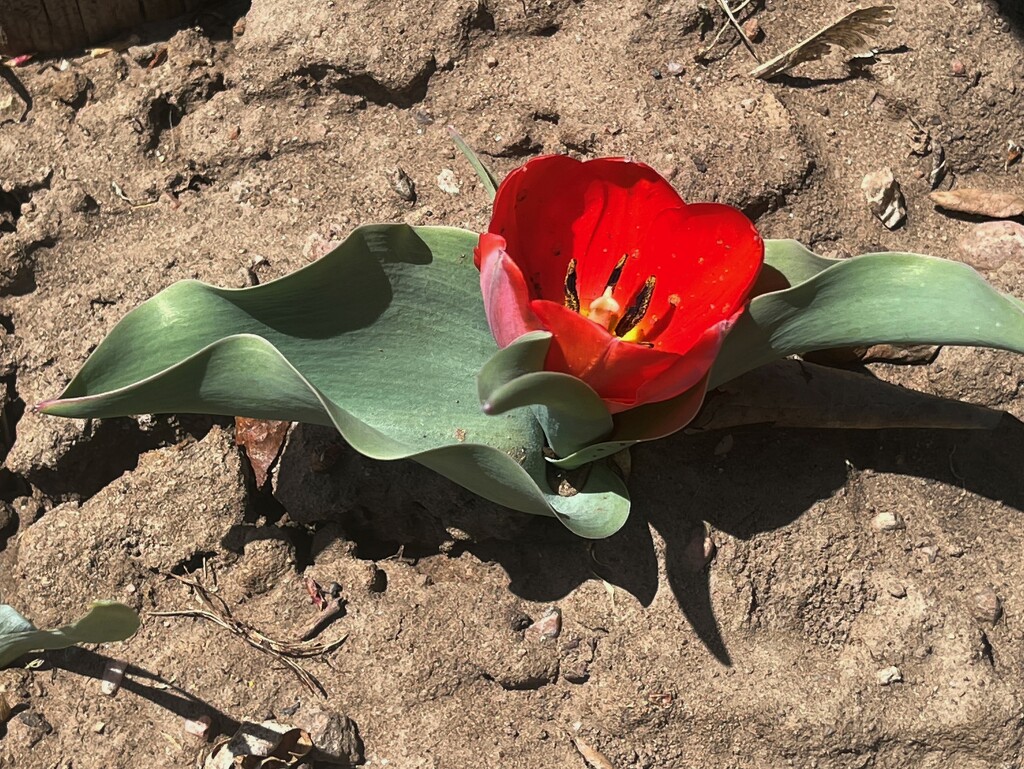 nestled tulip by sandlily