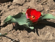 21st Apr 2022 - nestled tulip