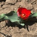 nestled tulip by sandlily