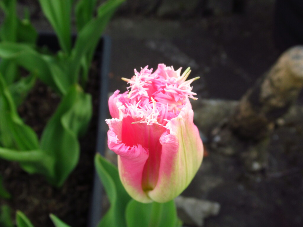 frilly tulip by anniesue