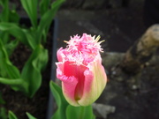 19th Apr 2022 - frilly tulip