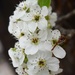 Crabapple bloosoms by sandlily