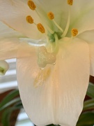 22nd Apr 2022 - My Easter Lily 