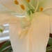 My Easter Lily  by louannwarren