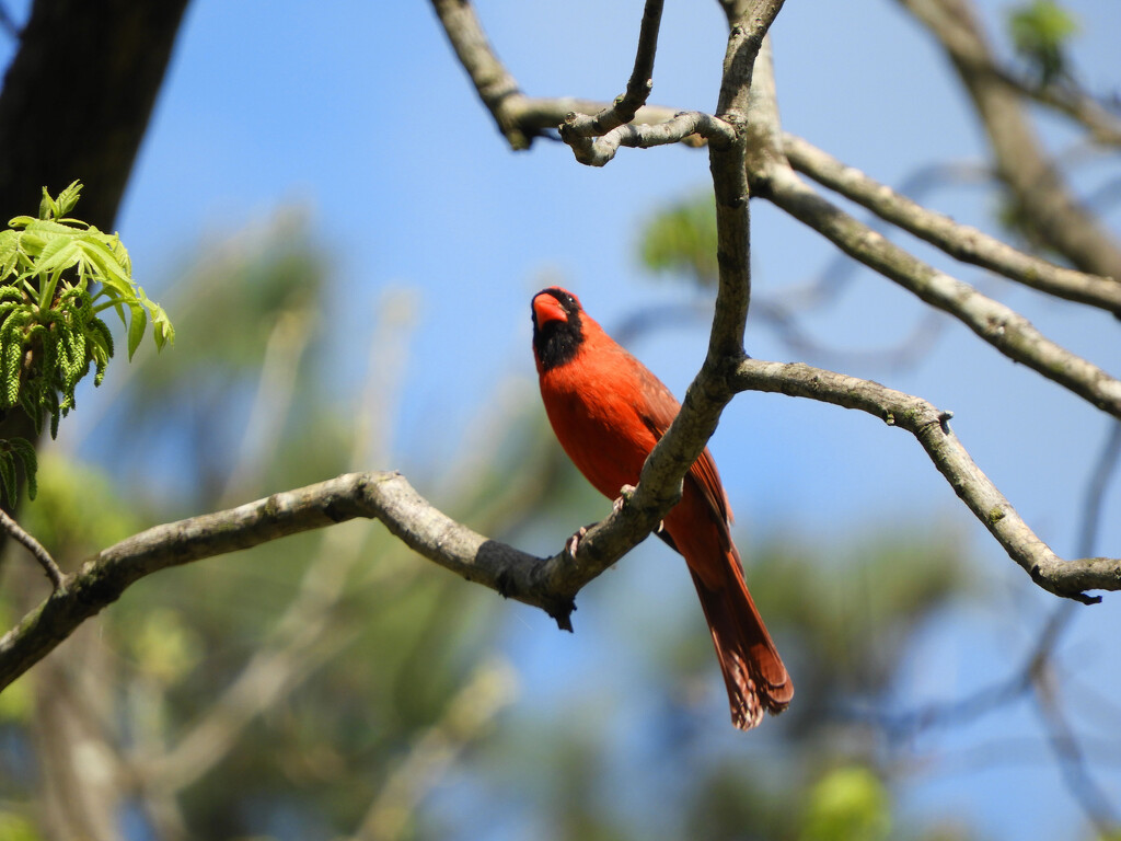cardinal in tree by homeschoolmom