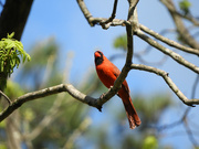 22nd Apr 2022 - cardinal in tree