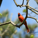cardinal in tree by homeschoolmom