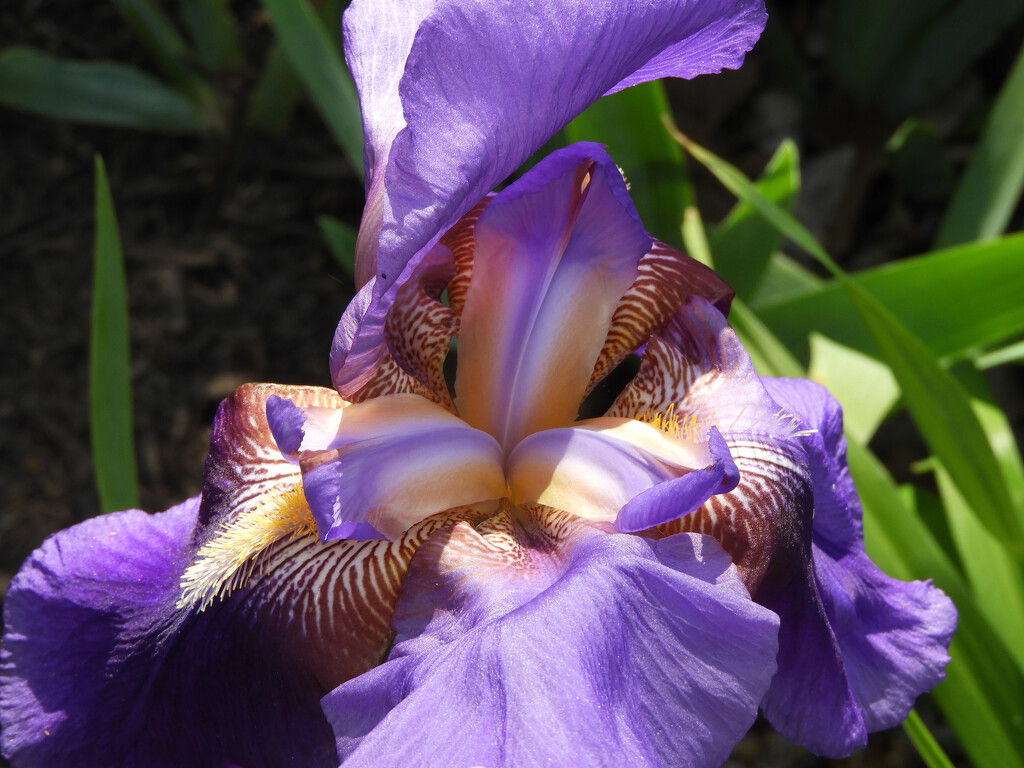 Beautiful iris by homeschoolmom