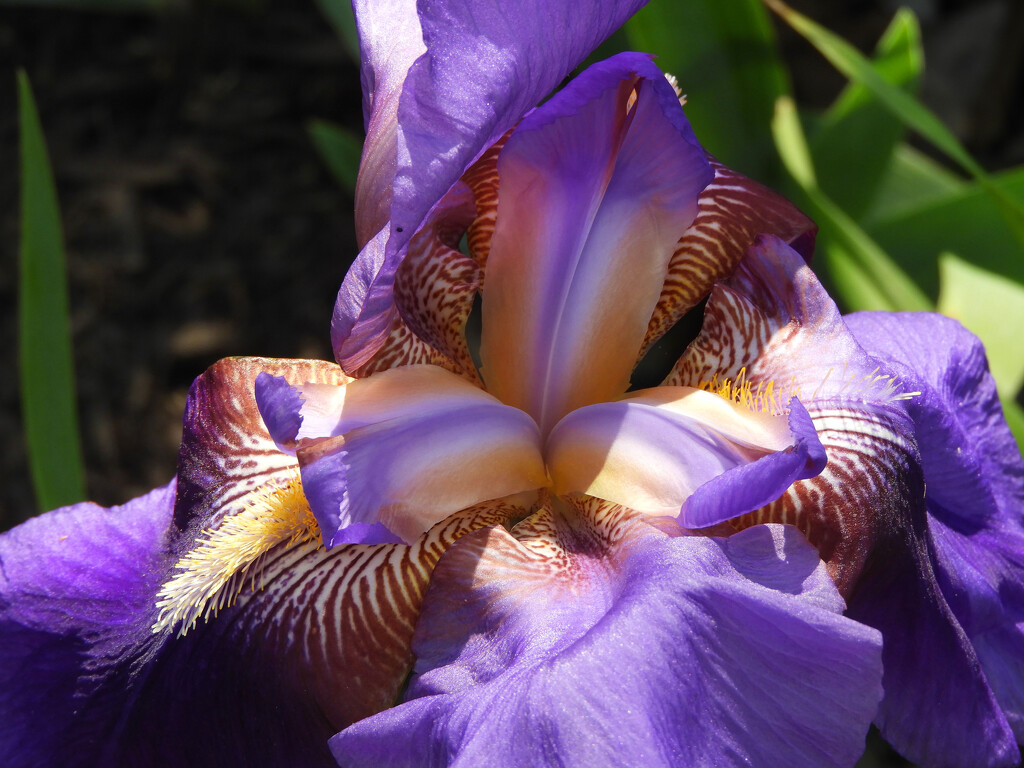 Purple iris center by homeschoolmom