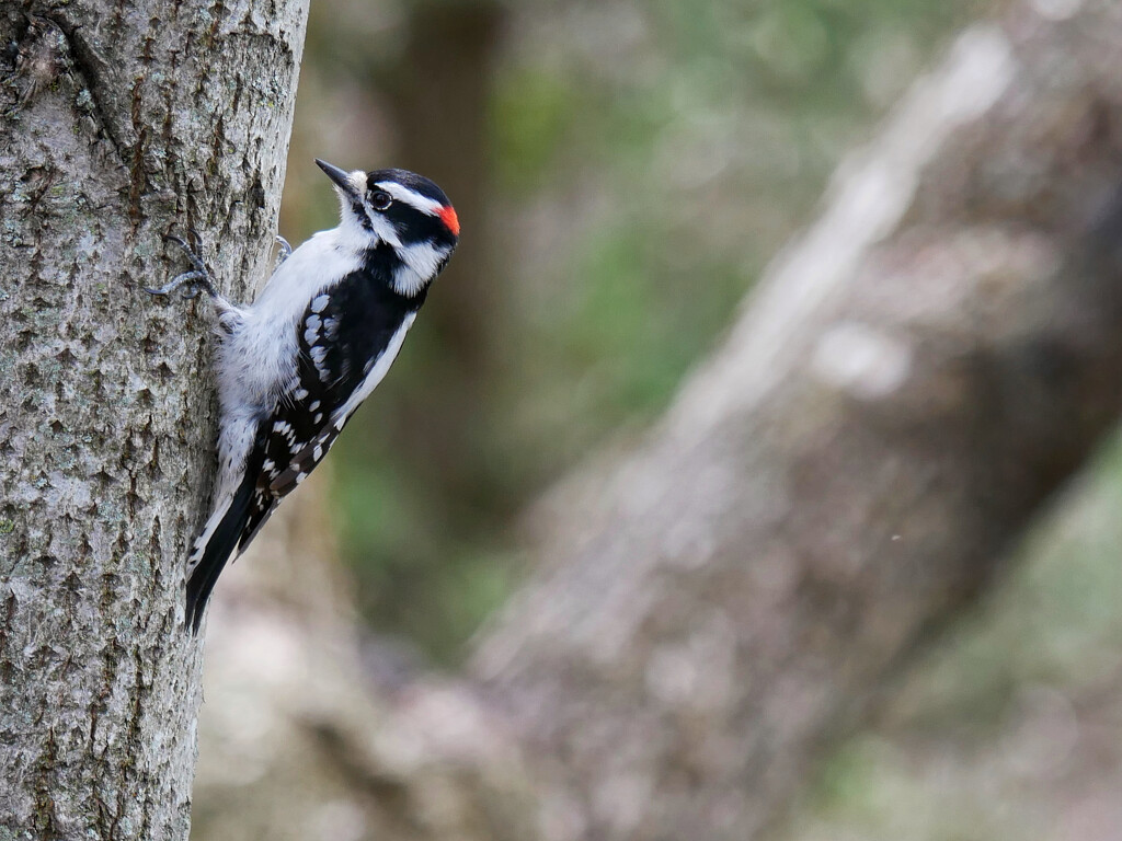 Downy Woodpecker by ljmanning