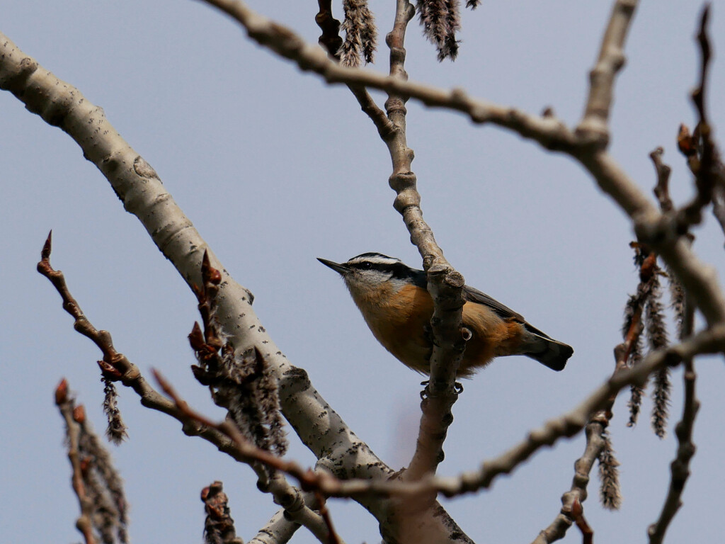 Red-breasted Nuthatch by ljmanning