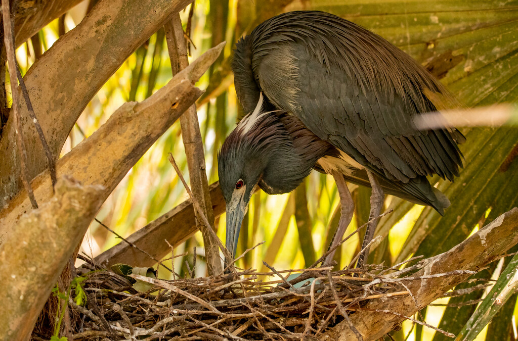 Tricolored Heron Checking the Eggs! by rickster549