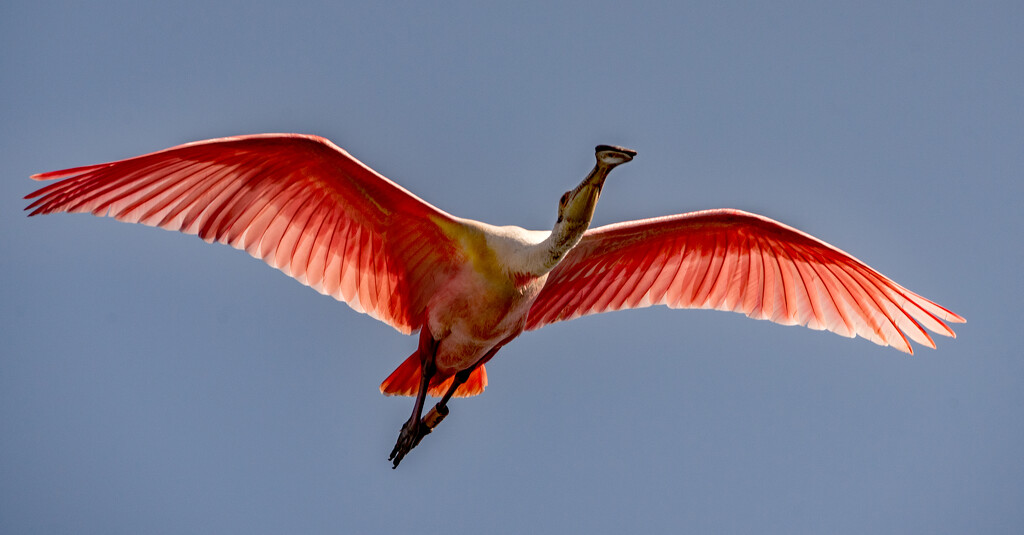 Roseate Spoonbill Fly-over! by rickster549
