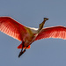 Roseate Spoonbill Fly-over! by rickster549