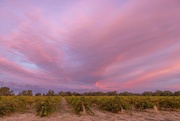 2nd Apr 2022 - Vineyard sunset