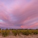 Vineyard sunset by flyrobin