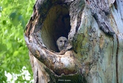 22nd Apr 2022 - 112-365 owl baby