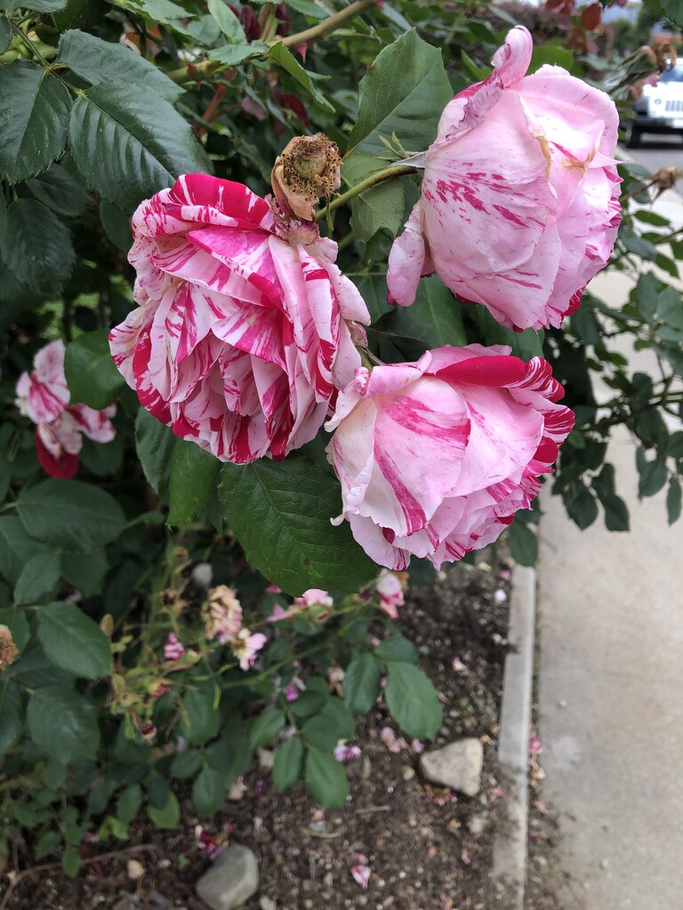 Rose by loweygrace