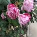 Rose by loweygrace
