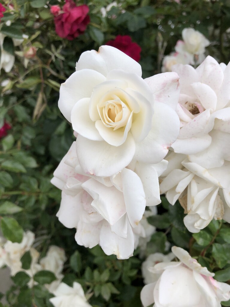White Rose by loweygrace