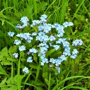 16th Apr 2022 - Forget Me Not