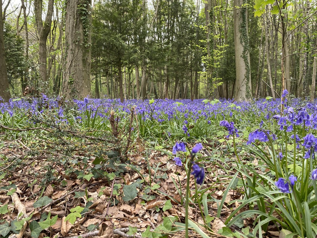 Bluebell woods  by wakelys