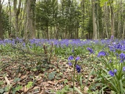22nd Apr 2022 - Bluebell woods 