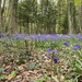 Bluebell woods  by wakelys