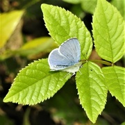 19th Apr 2022 - Common Blue Butterfly