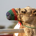 Camel portrait #4 by ingrid01