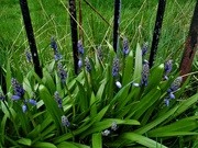 23rd Apr 2022 - Beautiful bluebells.