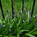 Beautiful bluebells. by grace55