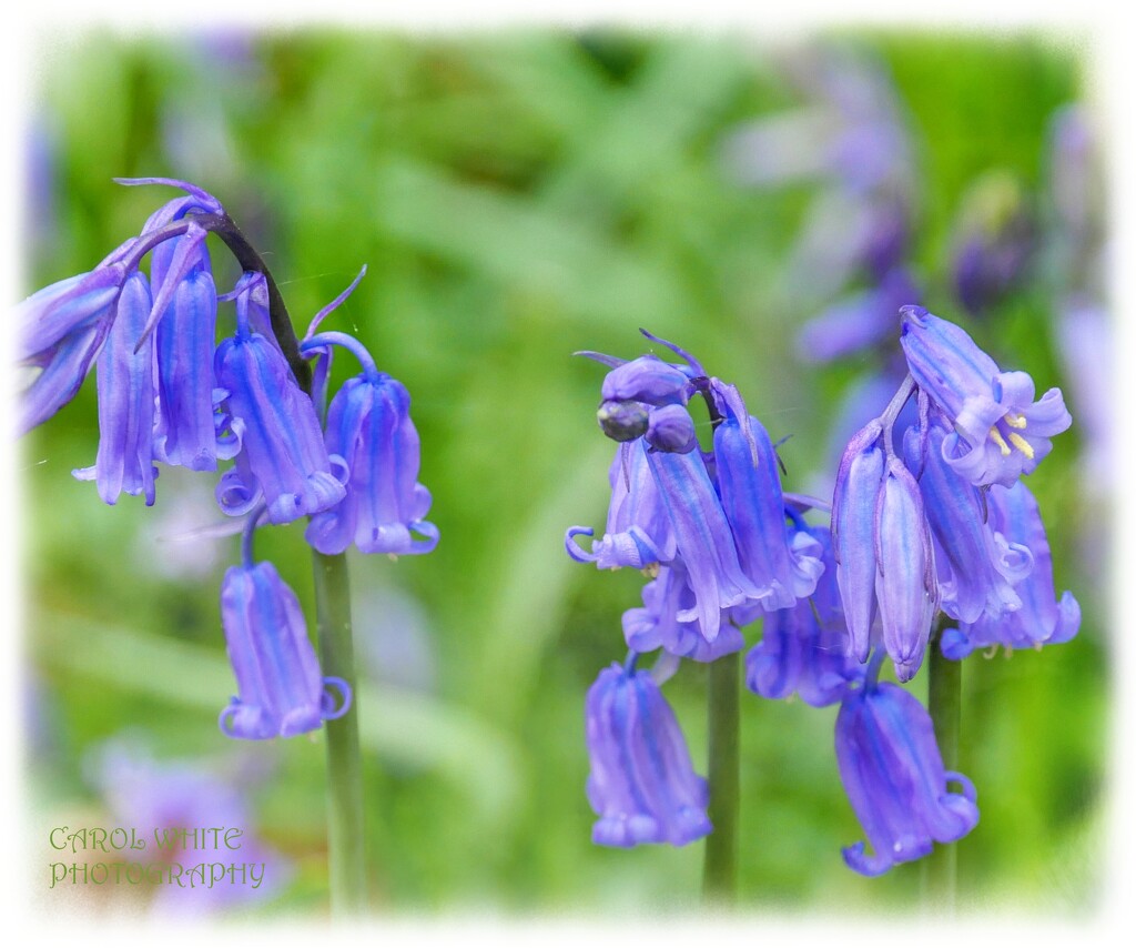 English Bluebells by carolmw