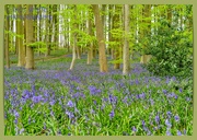23rd Apr 2022 - Bluebell Wood,Coton Manor Gardens