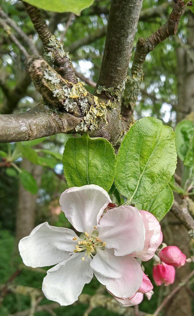Crab apple blossom by 365projectorgjoworboys