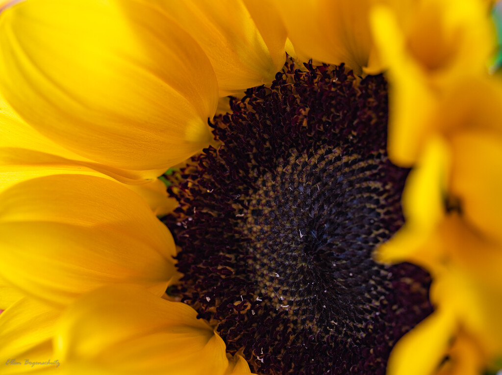 Miniature sunflower  by theredcamera