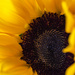 Miniature sunflower 